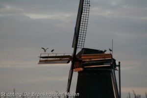 1 september 2010: Ooievaars op de molen