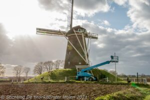 Schapen op de molenbelt